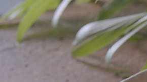 Brocheta de pollo y pimientos