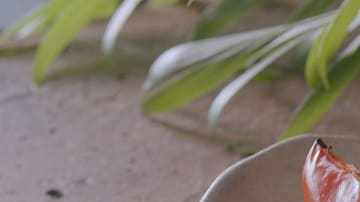 Brocheta de pollo y pimientos