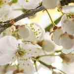 bundt cake de limón