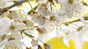 bundt cake de limón