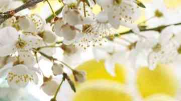 bundt cake de limón
