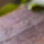 Caballa en salsa de tomate