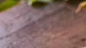 Caballa en salsa de tomate