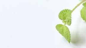 Carne en salsa de ostra