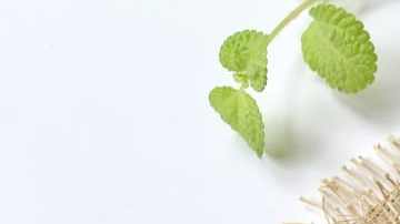 Carne en salsa de ostra