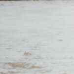 plato de ensalada de acelgas con quinoa