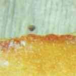 lengua a la veracruzana