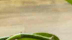 mezcal de tamarindo y jamaica