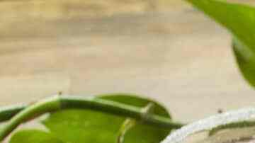 mezcal de tamarindo y jamaica