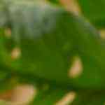 Mug cake de zanahoria