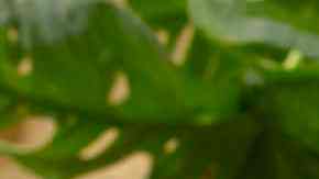 Mug cake de zanahoria