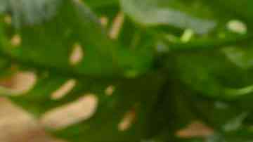 Mug cake de zanahoria