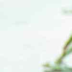 pozole blanco de puerco