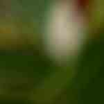 Quiche de maíz individual