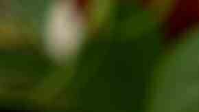 Quiche de maíz individual