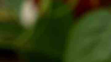 Quiche de maíz individual