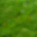 Filete de salmón empapelado a la parrilla