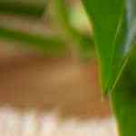 Sopa de tomate con arroz