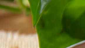 Sopa de tomate con arroz