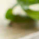 Tacos de quinoa y camote