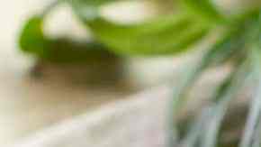 Tacos de quinoa y camote