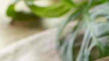 Tacos de quinoa y camote