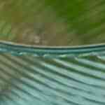 tostadas de atún y aguacate