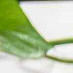 Paletas arcoiris con yogur