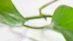 Paletas arcoiris con yogur