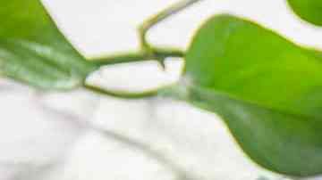 Paletas arcoiris con yogur