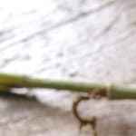 Paté de champiñones