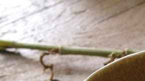 Paté de champiñones