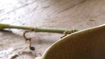 Paté de champiñones