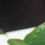 cinnamon rolls con manzana caramelizada