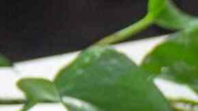 cinnamon rolls con manzana caramelizada