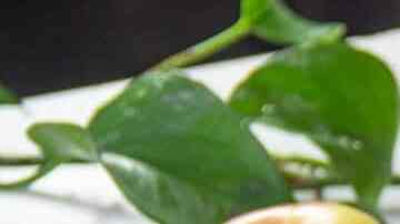 cinnamon rolls con manzana caramelizada