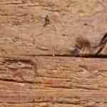 polenta con setas y queso