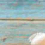 alitas de pollo al ajillo