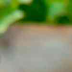 alitas de pollo al curry