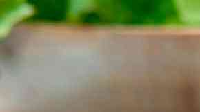 alitas de pollo al curry