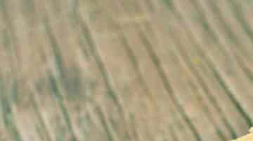 delicioso bocadillo de chorizo