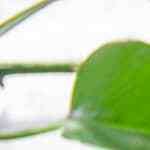 cheesecake de durazno