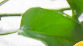 cheesecake de durazno