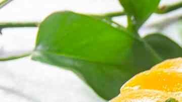 cheesecake de durazno