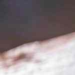 codornices con cebollas al vino blanco