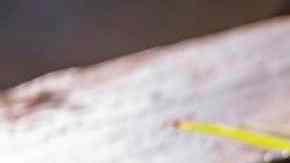 codornices con cebollas al vino blanco