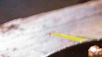 codornices con cebollas al vino blanco