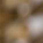 donuts rellenos de nata