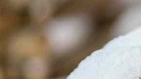 donuts rellenos de nata