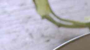 ensalada de pepino y nueces